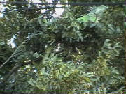 IMGA0187.jpg